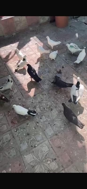 Quşlar: Ofdavoy satılır 4 manatdan Tək Tək cüt cüt hərəsin öz qiyməti var — 1