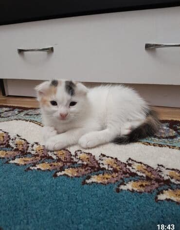 Akvariumlar: Şotland yastı qulaq, Erkək, Dişi, Ünvandan götürmə — 3