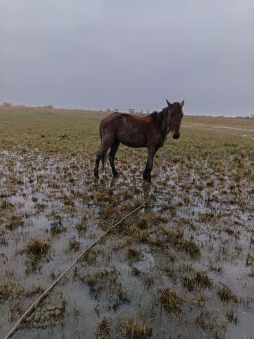 çin aslanı: Satilir cavan heyvan normal yerisde sadece baxa. Bilmirem deye ariqdi — 3