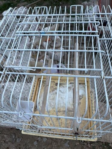 Daewoo: Quş qəfəsi - Material: metal barmaqlıqlar, plastik altlıq - Rəng: ağ — 2