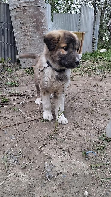 oglan pisik adları: Erkek — 3