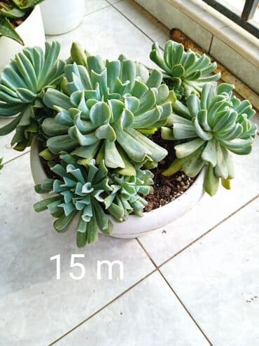 Buket güllər: Sukulənlər – müxtəlif növlər birbaşa qabda - Qab 1: Eyni qabda iki — 4