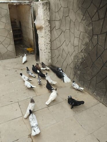 göyərçin yuvası: Satış: bəzək və uçuş üçün yerli cins göyərçinlər qrupu Xüsusiyyətlər — 5