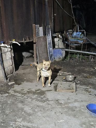 Pitbul, 1 il, Dişi
