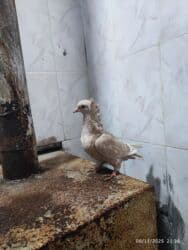 Gəmiricilər: Salam Alekum mayadir. Ciddi adamlar yazsin . ! — 2