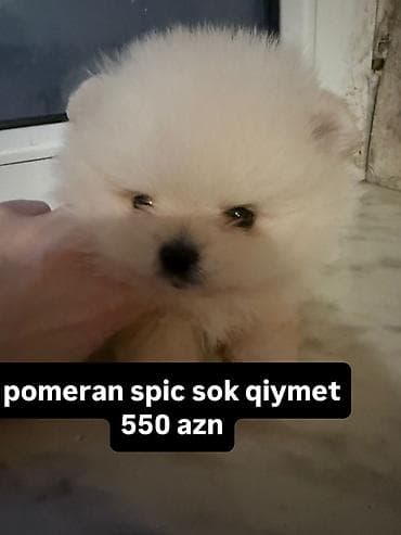 pomeranian spitz qiymeti: Şpitz — 1