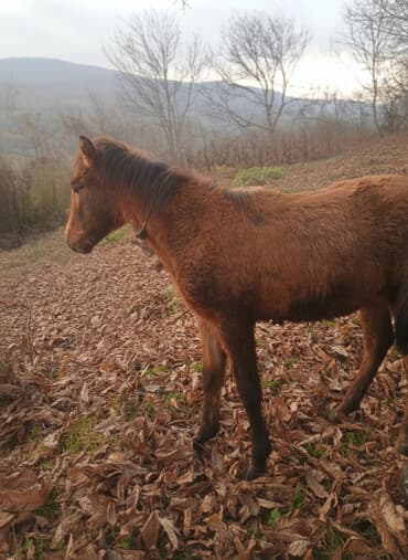 qu quşu və çöl qazı haqqında məlumat: Satılır: cavan at (şabalıdı rəng) - Növ: at - Yaş qrupu: cavan — 2