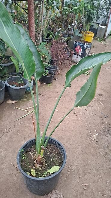 pilasdik qaplar: 25 35 40 Bitki: Strelitzia nicolai (Ağ qu quşu/White Bird of Paradise) — 4