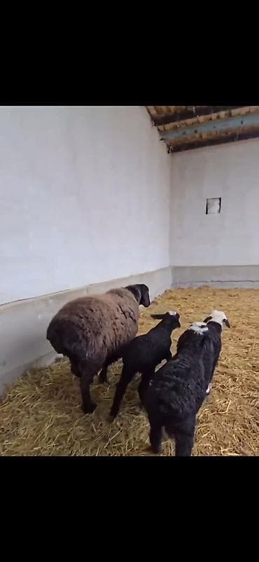 cins atlar: Uc balali qoyun ikinci dafa dogub balalardan biri erkək ikisi disidi — 2