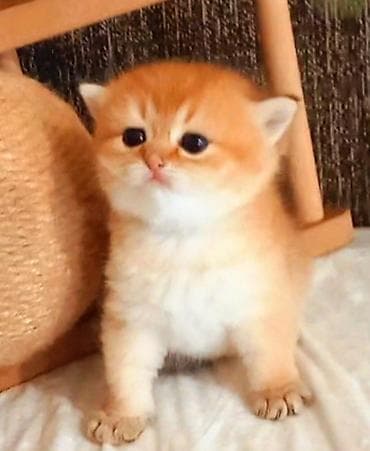 Britan, Erkək, Dişi, Yaxşı əllərə, Ünvandan götürmə