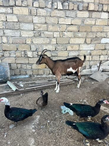 Dişi, Alpine, il: 2, 60 kq, Damazlıq, Ünvandan götürmə lalafo.az -da Dişi, Alpine, il: 2, 60 kq, Damazlıq, Ünvandan götürmə