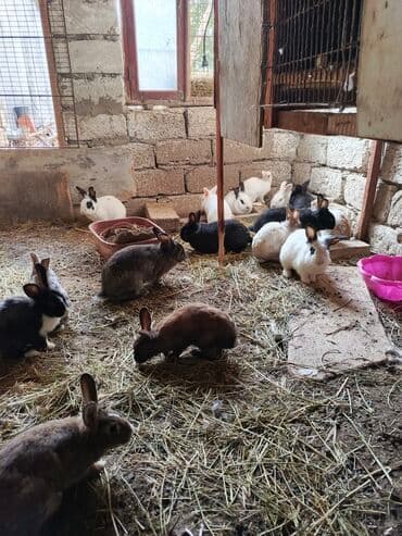 dovşan qefesi: Yalnız erkəklər satılır. istəyənə kəsib təmiz ətində verə bilərəm — 2