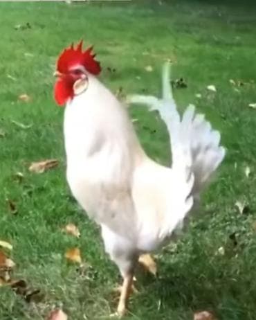 xoruzun cinsiyyet orqani: Məhsul: Xoruzlar (bir neçə fərqli rəng və tip) Təsvir: - Güclü — 1