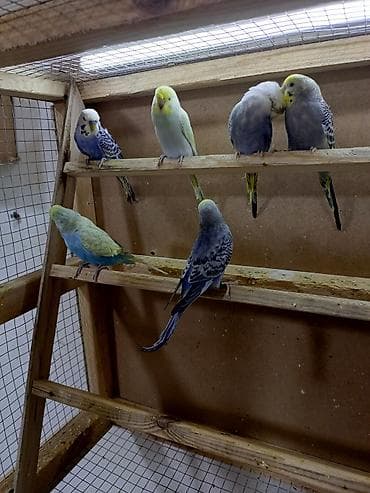 8 quşdu 3 dişi 5 erkək 5i çexdən dönmə 2si rainbow Optavoy 15m Ünvan