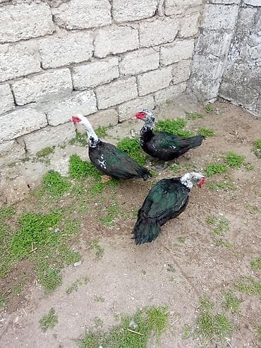 avcarka satisi: 3de lal ordey erkey satlir kesmlik ve damzliq aktiv erkeylerdi Keslib — 3