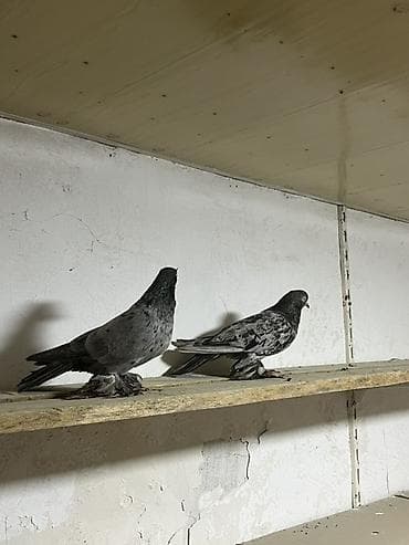 amadin quşu: Təmiz qara abrezlər cütdülər hazır yumurtaya döyürlər ünvan maştağa — 1