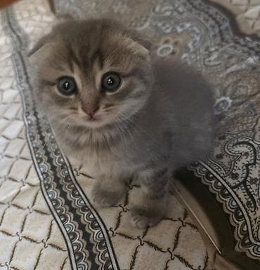 pışık: Şotland yastı qulaq, Dişi, Ünvandan götürmə — 1