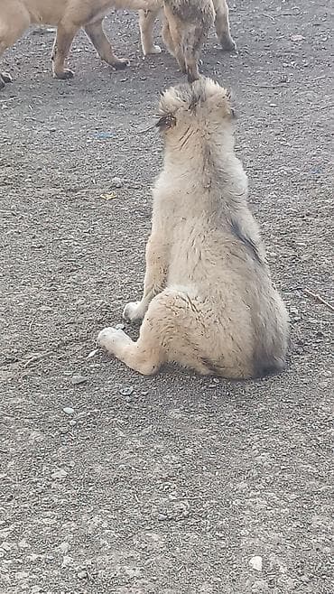 pişik satisi 2020: Kanqal — 3