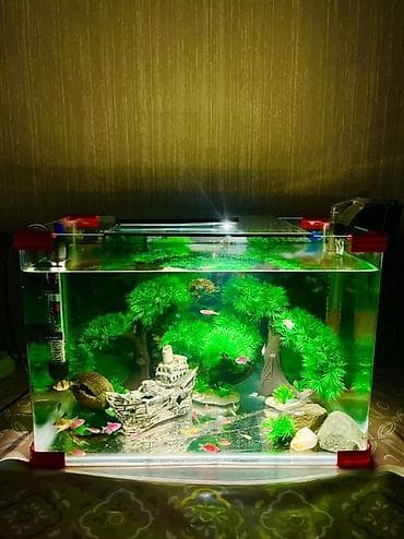 Собаки: Прямоугольный аквариум, Вместе с рыбами, 40 л — 1