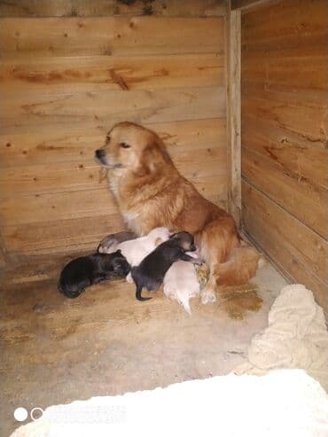 İki it bir yerdə təqdim olunur. - İt 1: Açıq bej rəngli, uzun və