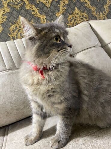 Gəmiricilər: Sibir — 1