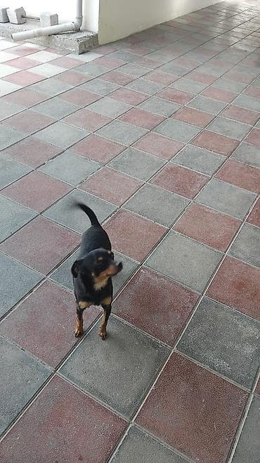 malamut iti: Miniatür pinçer — 2