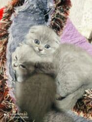 Şotland, Erkək, Dişi, Ünvandan götürmə lalafo.az -da Şotland, Erkək, Dişi, Ünvandan götürmə