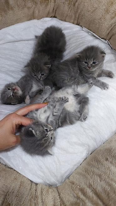 Britan, Erkək, Yaxşı əllərə, Ünvandan götürmə