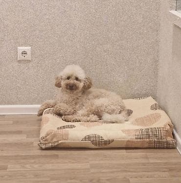 Digər heyvanlar: Pudel, 1 il, Erkek, Peyvəndli — 5