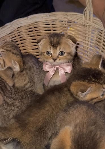 gold pişik: Black gold və tabby 1 ay yarım Yalnız Ciddi Alıcılar Narahat Etsin! — 1