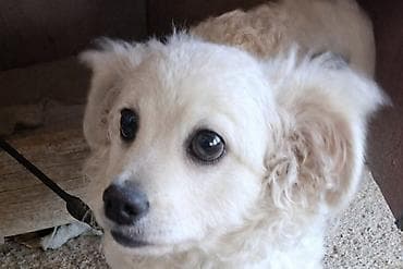 doberman itleri: 4 ay, Erkek, Peyvəndli, Ödənişli çatdırılma — 1