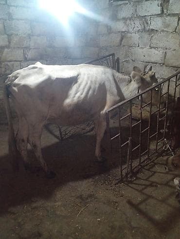 cins inəy: Dişi, il: 2, 200 kq, Damazlıq, Südlük — 1
