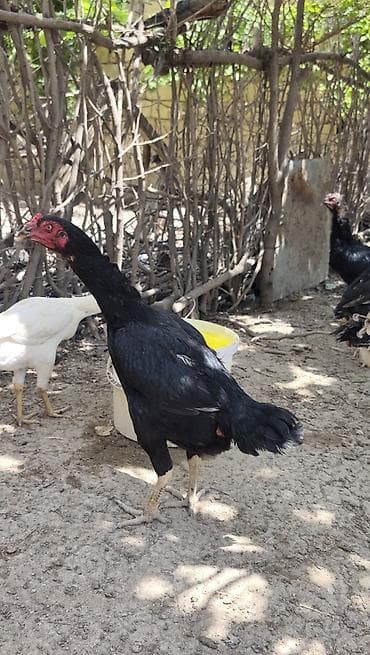 afcarka iti qiymeti: Salam.6 yawinda 800 manata damazliq alinan Özbəkistan dan gelme — 1