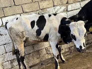 Mal-qara: Satılır: Qara-ağ rəngli inək - Məhsul növü: Mal-qara, inək - Rəng — 9