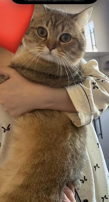 akvarium baliqlari satisi: ERKEK CUTLEWMEK UCUN ISTIYENLER Buyursun ; Britan tipli — 2