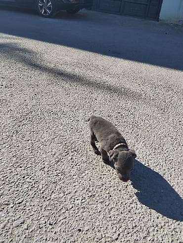 ingilis setteri it cinsinin adı: Kane-Korso, 1 ay, Dişi, Peyvəndli — 4