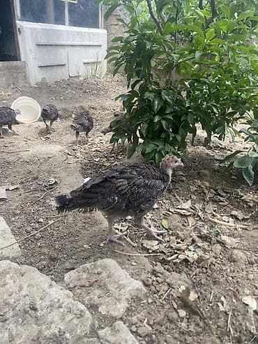 Məhsul: Türki balaları (pavlin/hinduşka cücələri) Təsvir: -