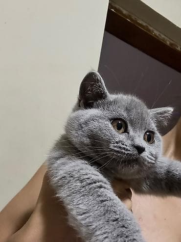 pișik: Böyük, yumşaq tük̈lü, börküm-börküm bölük bədəni və yuvarlaq — 2