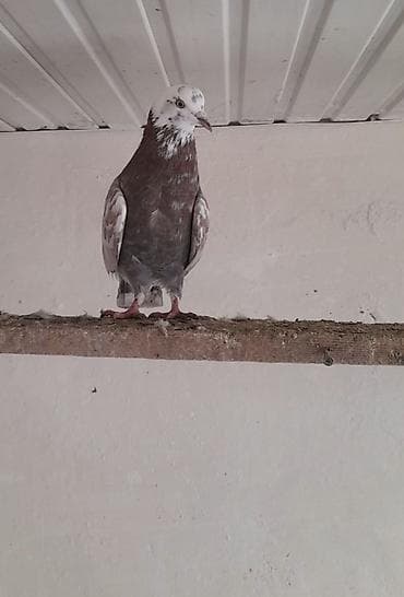 Птицы: Tutulma erkey — 2