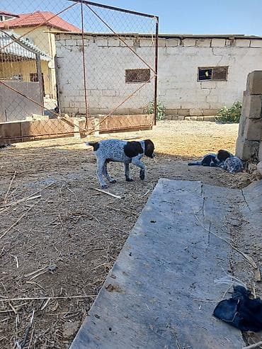 cins qazlar: Alman qısatüklü ov iti balası (German Shorthaired Pointer) – — 6
