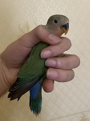 qarğa balası: Salam 45 günlük baladı təzə yemə düşüb əl dişləməyi yoxdu — 3