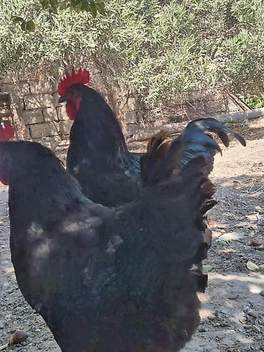 продажа индюшат: Курица Тушка, В розницу, Самовывоз — 2