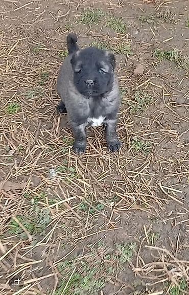 Məhsul: Balaca it balaları (cins: məlum deyil) Təsvir: - Şirin, tünd