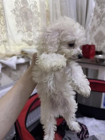 kangal iti qiymeti: Pudel, 2 ay, Erkek, Sənədli, Ünvandan götürmə, Ödənişli çatdırılma — 7