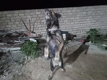 it paltarları: Erkek — 1