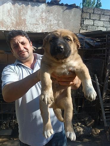 bala it: Qafqaz çoban iti, 2 ay, Erkek, Peyvəndli, Rayonlara çatdırılma — 6