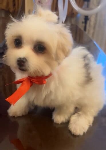 где можно купить собаку мальтипу: 3 ay, Dişi — 2