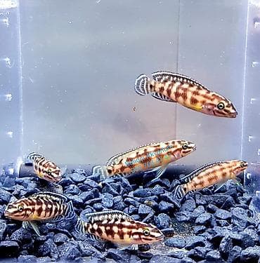 akvarium balıqları haqqında məlumat: Yulidaxromis baligi. yerli artim akvarium baligi cixlid baligi 055 — 1