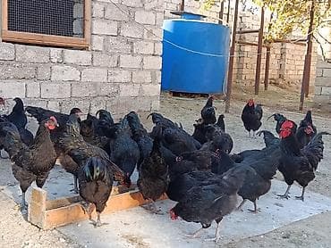 detoxic qurd dermani: Alman cinsi olan həm ətlik həmdə yumurtalıq astralop toyuqlarının — 3