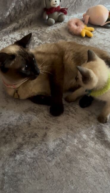 heyvan bazari: Tay, Erkək, Dişi, Ünvandan götürmə — 4